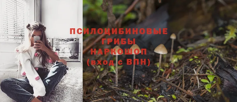 Галлюциногенные грибы Cubensis  omg вход  Опочка 